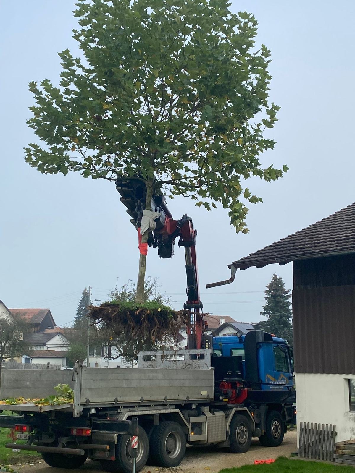 Plantation d'un grand arbre à l'aide d'une grue
